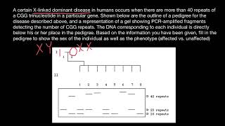 DNA Polymerase slippage [upl. by Kciredor916]