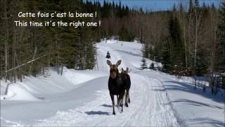 Orignal vs motoneige moose vs snowmobile Réserve faunique des Laurentides Québec Canada [upl. by Oremodlab]