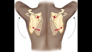 Eye Movements  Anatomical Movements vs Cardinal Positions of Gaze  MEDZCOOL [upl. by Esilrahc432]