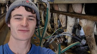 Milking Cows on my Family Dairy Farm [upl. by Llemhar932]