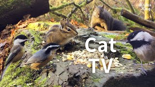 cat videos for cats to watch  Beautiful Birds and Squirrels in Canadian Forest [upl. by Thurstan]