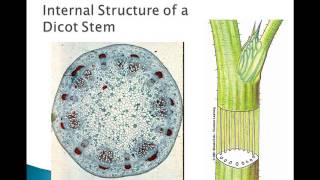 Plant Parts and Functions [upl. by Amalberga]