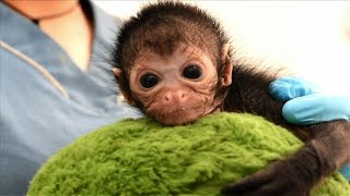 Un bébé singe soigné en Colombie [upl. by Eilata]