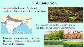 Soils of India CBSE SSTEVS Class 4 [upl. by Sorel863]