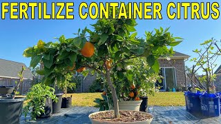 Complete Guide To FERTILIZING CITRUS TREES In Containers [upl. by Casanova]