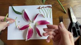 Flower Dissection with Emily [upl. by Udell]