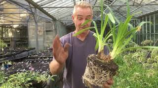 How to divide agapanthus at stinky ditch nursery Sep ‘19 [upl. by Yerhpmuh]