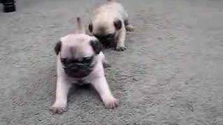 Pug Puppies 4 Weeks Old [upl. by Webster312]