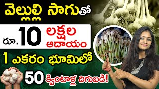 Garlic Farming In Telugu  How To Start a Garlic Farming Garlic Cultivation Process In Telugu [upl. by Longfellow748]