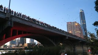 Two million bats swarm over bridge in Austin Texas [upl. by Friday957]