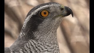 Falconry Introduction to goshawks [upl. by Lleznov83]