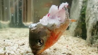 Piranhas Eat Piranha Alive [upl. by Lien]