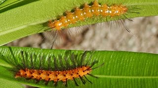 Oleander Caterpillar Damage in Home Landscapes [upl. by Znerol]