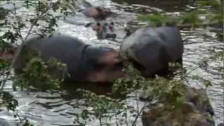 Hippo poops on another hippos face [upl. by Antonietta488]