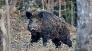 Caçada de Javalis com cães agarre abati um com a espingarda 12 [upl. by Buderus]