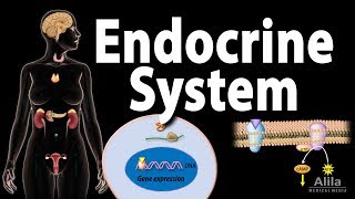 The endocrine system [upl. by Lillith]