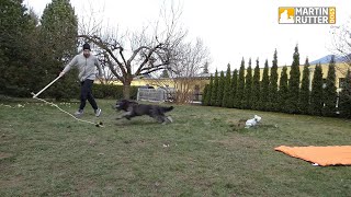 Hundetraining  Beschäftigung  Reizangeltraining [upl. by Wieren]