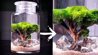 Moss Ball Tree Ecosphere [upl. by Aicargatla]