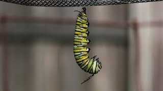 Monarch Caterpillar Changes to a Chrysalis [upl. by Aicilaf]