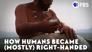 How Humans Became Mostly RightHanded [upl. by Berglund155]