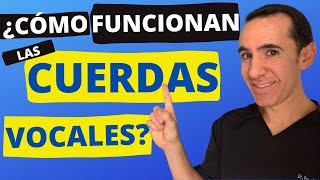 Cómo funcionan las cuerdas vocales movimiento en vivo y cantando [upl. by Calore]