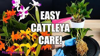 How to Care for Cattleya Orchids  Watering Repotting Reblooming amp more Orchid Care for Beginners [upl. by Halverson]