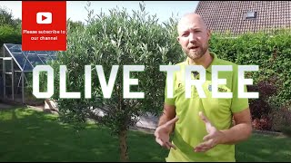 All you need to know about Olive tree Olea europea [upl. by Htebi]