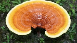 Health Benefits Of Reishi Mushroom [upl. by Mozelle]