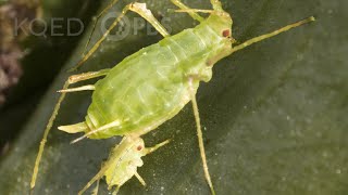 Born Pregnant Aphids Invade With an Onslaught of Clones  Deep Look [upl. by Lamahj483]