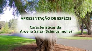 APRESENTAÇÃO DE ESPÉCIES  CARACTERÍSTICAS DA AROEIRA SALSA Schinus molle [upl. by Naihtniroc]