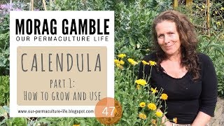 Calendula Part 1 How to Grow and Use [upl. by Nobie]