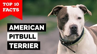 American Pitbull Terrier  Top 10 Facts [upl. by Natloz]