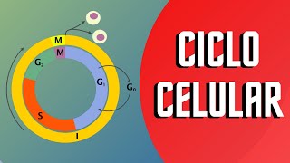 CICLO CELULAR Y SUS FASES  Interfase y Mitosis [upl. by Stoat]