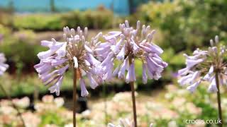 Agapanthus A growing guide [upl. by Ethban]