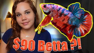 GIANT Betta Fish Unboxing  My BIGGEST Betta Yet [upl. by Ayela466]