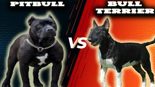 Pitbull VS Bull TerrierComparison [upl. by Arahs]