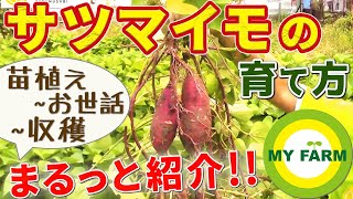 サツマイモの育て方 植え付けからつる返し・収穫まですべて見せます！│初心者向け菜園ムービー [upl. by Sarkaria]