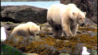 Lours polaire Documentaire  Les grands carnivores [upl. by Rehpotsihrc303]