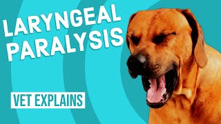 Laryngeal Paralysis in Dogs [upl. by Desai41]