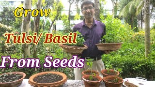 How to grow Tulsi or Basil from Seeds at Home [upl. by Morgan707]