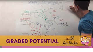 Graded Potential  Neuron [upl. by Michale650]