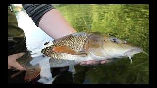 Shallow Stream Barbel Fishing Underwater Take [upl. by Jewett614]