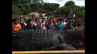 WORLDS LARGEST CROCODILE SPOTTED IN RIZAL PALAWAN [upl. by Yrelle]