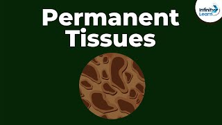 What are Permanent Tissues  Dont Memorise [upl. by Lowrance]