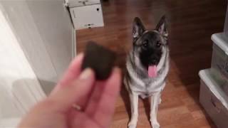 NORWEGIAN ELKHOUND EXCITED FOR TREATS  BEST DOG EVER [upl. by Champaigne245]