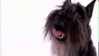 dogs 101  miniature schnauzer [upl. by Leak]