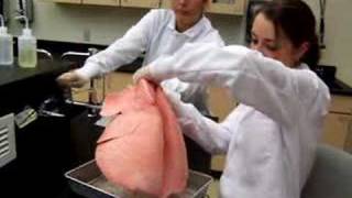 Inflating cow lungs [upl. by Chessa]