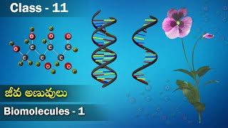 జీవ అణువులు  Introduction to Biomolecules  Biomolecules  Class 11 Biology  Studious Telugu [upl. by Sardella619]