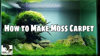 HOW TO Make Moss Carpet Membuat Aquascape水草造景 [upl. by Ikir733]