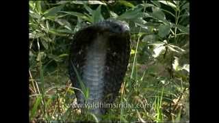 Cobra  the deadliest snake in India [upl. by Bullis]